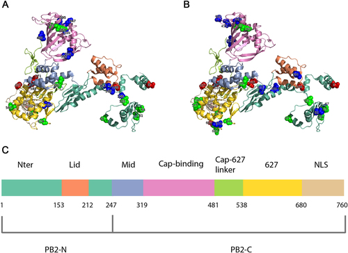 Fig. 1 Host-specific signatures of seasonal IAVs in PB2 protein.Localization of identified human-adaptive markers in the PB2 domains of seasonal IAVs H1N1 (a) and H3N2 (b). The cartoon representation of PB2 subunit was rendered by Pymol (PDB code: 4WSB). Domains are colored according to the color code in c. Experimentally verified markers are indicated in red sphere, computationally predicted markers are indicated in green, and novel markers are indicated in blue. c The positions of PB2 domains are color-coded and labeled according to their functions