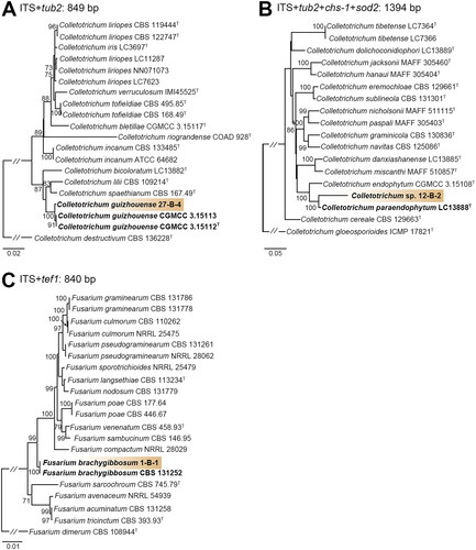 Figure 2. Phylogenetic trees based on Maximum likelihood (ML) analysis of a combined DNA dataset of barcode gene sequences for the strain 27-B-4, 12-B-2, and 1-B-1 in relation to closely related taxa. (A) Phylogenetic analysis of Colletotrichum isolates in the spaethinum complex based on a ML tree of the combined the ITS and tub2 sequence. (B) Phylogenetic analysis of Colletotrichum isolates in the graminicola complex based on a ML tree of the combined the ITS, tub2, chs-1, and sod2 sequence. (C) Phylogenetic analysis of Fusarium isolates based on a ML tree of the combined the ITS and tef1 sequence. Bootstrap values over 70 are presented at the nodes. The scale bar represents the number of nucleotide substitutions per site. The species newly discovered in this study were highlighted in bold.