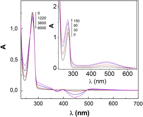 Figure 2. Spectral changes of 0.7 mM RSC + 0.02 mM Rf vs. 0.02 mM Rf, upon visible-light photoirradiation. Insert: spectral changes for 0.4 mM CTC + 0.02 mM Rf vs. 0.02 mM Rf, upon visible-light photoirradiation. Solvent: buffer pH 7. Numbers on the spectra represent irradiation time, in seconds.