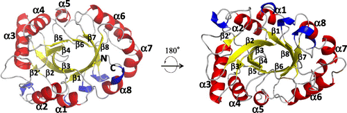 Fig. 2. Crystal structure of PSC.Note: Overall structure of PSC is shown in different orientations, with the secondary structure assignment as follows: α-helices, β-strands, and 310 helices are shown as red, yellow, and blue, respectively. The secondary assignment is corresponding to that of Fig. 1.