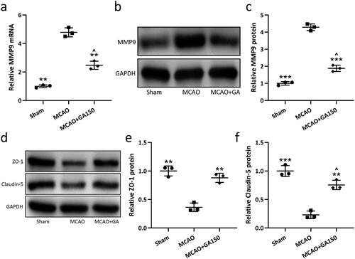 Figure 3. GA effects on cerebral ischemia/re-perfusion induced blood–brain barrier injury in mice. qRT-PCR and Western blotting were used to analyze mRNA/proteins levels of MMP9 in the ipsilateral injury hemispheres 3 d post-MCAO (a–c). Western blotting used to measure ZO-1 and Claudin-5 protein levels (d) in ipsilateral injury hemispheres 3 d post-MCAO. Relative expressions are shown (e and f). N = 3 from 8 mice for each group. Data shown are means ± SD. **p < 0.01, ***p < 0.001 vs. MCAO group. ∧p < 0.05, ∧∧p < 0.01 vs. Sham group. One-way ANOVA followed by Dunn's multiple comparisons test.