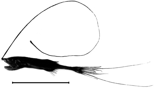 Figure 4. Gigantactis herwigi (Scale bar: 100 mm) – from a photograph of the fresh specimen (original image included in Figure S1).