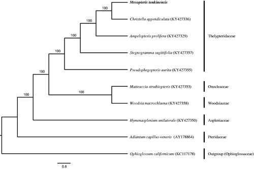 Figure 1. Phylogenetic tree of ten ferns generated from whole chloroplast genome sequences using RAxML v8.0 with maximum likelihood analysis. Ophioglossum californicum was set as outgroup. Bootstrap support values from 1000 replicates are indicated in the nodes of phylogenetic tree.