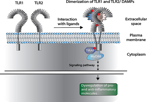 Figure 3 Hypothetical scheme on the effect of SNPs on TLRs. Schematic representation of the formation of TLR1 and TLR2 heterodimers upon interaction with DAMPs. Red dots indicate ligand/receptor binding sites, interaction sites between TLR1 and TLR2, and binding regions with adapter proteins such as the Toll-interleukin-1 Receptor (TIR) domain-containing adaptor protein (TIRAP) and Myeloid differentiation primary response 88 (MYD88). These interactions can be affected by the action of SNPs. We hypothesize that these modifications can trigger deregulations in the levels of pro- and anti-inflammatory molecules, which are altered in patients with schizophrenia.