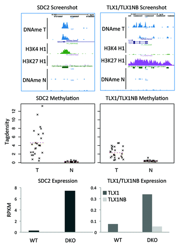 Figure 3. DMRs with the highest support. Two regions are hypermethylated in 23 of the 24 tumors. (A) Screenshots show that the regions overlap with the promoters of the genes TLX1, TLX1NB, and SDC2. (B) Strip charts with the MethylCap-seq read densities of all samples. The dotted line indicates the mean read density. (C) Bar charts for the RNA-seq results for HCT116 WT and DKO cells. For SDC2 the expression is 25× higher in the DKO compared with the WT; for TLX1 5×; for TLX1NB no sequence reads were obtained in WT and only few in the DKO.