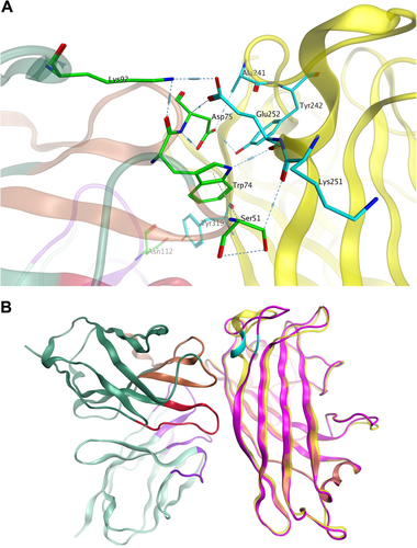 Fig. 7 Molecular docking of MAb 3F11 to the HAdV11FK antigen.a Major binding interface between the MAb 3F11 and HAdV11FK. The residues involved in strong intermolecular contacts are shown in stick representations. The antibody residues are colored in green, and the antigen residues are colored in cyan. Strong polar interactions, such as hydrogen bonds and salt bridges, are shown in light blue dashes. b Overview of the docked complex of the antigen HAdV11FK and the antibody Fv, superimposed with HAdV14p1FK. The protein backbones are shown in ribbons. The antigen HAdV11 is colored in yellow, and HAdV14p1FK is colored in magenta. The antibody Fv is colored in dark green (FR), purple (CDR-L1/L2/L3), brown (CDR-H1/H2), and red (CDR-H3), respectively. The location of E252 on the antigen is colored in cyan