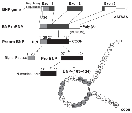 Figure 1 Structure of the gene and the biosynthetic pathway of human brain natriuretic peptide (BNP). The major storage form of BNP in the heart is the cleaved mature peptide, although in atrial tissue also prohormones may be stored. Reproduced with permission from Barr CS, Rhodes P, Struthers AD. C-type natriuretic peptide. Peptides. 1996;17(7):1243–1251.Citation197 Copyright © 1996 Elsevier.