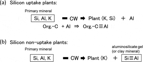 Figure 2. Schematic chemical reaction of weathering process of primary minerals by root surface cell wall (CW) of plants and nutritional K and Si (a), or only K (b) are taken up by the plants. Solubilized active Al reacts with organic compounds to form persistent soil storage carbon