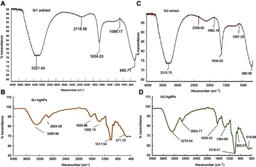 Figure 2 FT-IR spectra of Ib1-AgNPs (A, B) and Ib2-AgNPs (C, D).