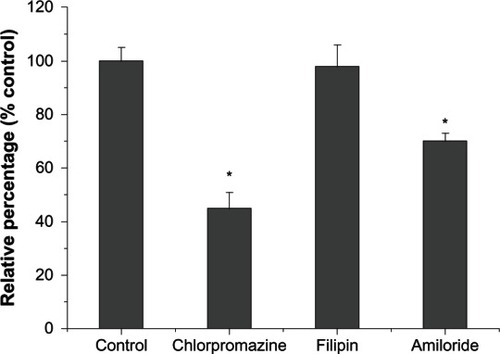 Figure 9 Effect of endocytic inhibitor on the internalization of FITC-CHSP NPs.Notes: Hepg2 cells were pretreated with chlorpromazine (7 μg/mL), filipin (1 μg/mL), or amiloride (50 μM), in serum-free medium for 1 hour, and then treated with FITC-CHSP NPs (0.15 mg/mL, 2 hours, 37°C). The group in the presence of FITC-CHSP NPs but without inhibitor treatment was used as control, and their uptake was expressed as 100%. *P < 0.05, compared with the control value.Abbreviations: FITC-CHSP, fluorescein isothiocyanate-labeled cholesterol-modified pullulan; HepG2, hepatocellular carcinoma; NP, nanoparticle.