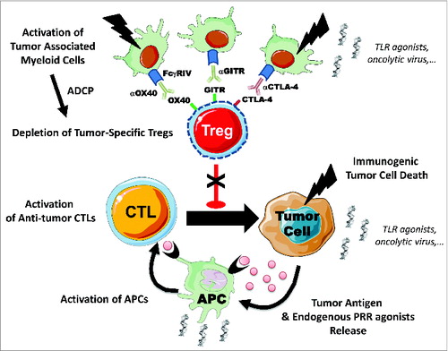 Figure 1. Immune checkpoint antibodies deplete tumor-specific Tregs in situ. Intratumoral regulatory T cells (Tregs) with tumor-antigen specificity overexpress cytotoxic T lymphocyte associated protein 4 (CTLA-4), and tumor necrosis factor receptor superfamily members OX40 (Tnfsrf4) and GITR (Tnfsrf18) on their surface. Anti-CTLA-4, anti-OX40 and anti-GITR immune checkpoint antibody therapies could deplete intratumoral Tregs by antibody dependent cellular phagocytosis (ADCP) via activating FcgRIV receptors expressed on tumor-associated myeloid cells. This depletion might be insufficient to unleash the anticancer immune response in some tumor contexts. Combinations of immune checkpoint monoclonal antibodies (mAbs) with other immunostimulatory products, such as pattern recognition agonists (PRR), or cytotoxic agents activating myeloid cells and/or immunogenic cell death could potentially dramatically enhance the antitumor immune response. APC, antigen presenting cell; CTL, cytotoxic T lymphocyte; TLR, Toll-like receptor.