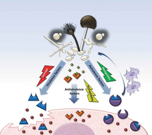 Figure 1. Illustration of virulence, antivirulence, and avirulence factors and their adaptive consequences within the host. Fungal factors expressed during host–pathogen interactions can lead to three different outcomes. From the pathogen’s perspective, a virulence factor (blue form) can be advantageous to overcome the host immune barrier, invade, or withstand stress conditions during infection. An antivirulence factor, in contrast, might be advantageous outside the host (green squares), but has a detrimental effect within the host, since it lowers the pathogen’s fitness, immune evasion ability or stress resistance. Lastly, a potential virulence factor can lose its function and become detrimental to the pathogen when the host develops specific receptors (purple form). If these recognize the factor or its action in the host, it can trigger an (immune) response that stops the progression of infection and turns the virulence factor into an avirulence factor.
