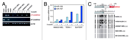 Figure 2. Expression of CT-GABRA3, miR-105 and miR-767 is induced by DNA demethylation. (A) Three GABRA3-negative melanoma cell lines (-MEL), and an immortalized fibroblast cell line (BJhTERT) were cultured in the presence (+) or in the absence (-) of 5-azadC. Expression of CT-GABRA3, BT-GABRA3 and ACTB (control) was analyzed by RT-PCR. (B) Expression of miR-105 and miR-767 was analyzed by RT-qPCR in similarly treated cell lines, including the TERA-1 embryonal carcinoma cell line. Relative miRNA levels are expressed as ratio to SNORD44 (x 104). (C) Bisulfite sequencing of the MAGEA3/CT-GABRA3 promoter region. Sequences could not be distinguished from those deriving from the MAGEA6 promoter region, as both loci show 100% sequence identity. Vertical bars indicate location of CpG sites with positions relative to the CT-GABRA3 start site. Open and filled squares represent unmethylated and methylated CpG sites, respectively, and each row represents a single clone. CT-GABRA3 expression status (+) or (-) in samples is indicated (positive samples also express MAGEA3 and MAGEA6). Highly methylated sequences in testis likely derive from somatic cells in the tissue sample.