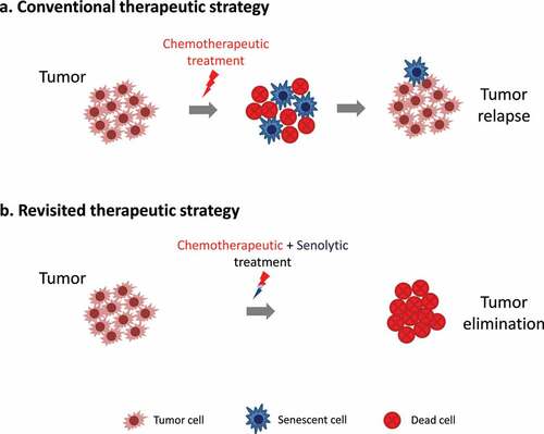 Figure 1. Revisiting cancer treatment modalities. (a) Conventional therapeutic strategies can eliminate a subpopulation of proliferating cancer cell, but induce senescence in other cells allowing them to evade eradication. Subsequently, these cells can lead to tumor relapse, upon escape from senescence. (b) Revisiting conventional therapeutic strategies to include also senolytic agents may be beneficial, since cells undergoing therapy-induced senescence are also eradicated, thus preventing tumor relapse.