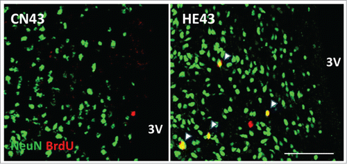 Figure 2. Newborn neurons in the hypothalamic area Representative BrdU (red) and NeuN (green) double-labeled sections of the hypothalamus inspected by laser-scanning confocal microscopy. HE43 and CN43 show samples on the 43rd day of heat exposure and of control, respectively. Yellow dots (shown as arrows) indicate BrdU and NeuN double-positive cells and therefore newborn neurons. 3V, third ventricle; scale bar, 100 µm. The photo samples are prepared using our previous data already published in a paper.Citation26
