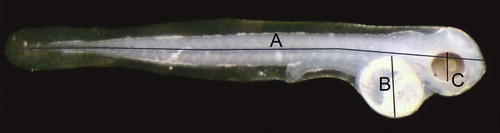Figure 2. Newly hatched bluegill bully larva. Lines indicate morphological variables measured. A = notochord length, B = yolk sac diameter, C = eye diameter.