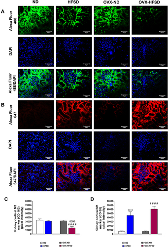 Figure 11 Immunofluorescence staining of M1 (indicated in red color fluorescent) (A), M2 (indicated in green color fluorescent) (B) macrophages in kidneys, and quantification of mean pixel intensities of kidney cortical M1 (C) and M2 markers (D) of normal diet (ND)- and high fat style diet (HFSD)-fed rats, with and without ovariectomy (OVX) (n = 12 per group) at 40X magnification. ****P < 0.001 vs. ND; ####P < 0.001 vs. OVX-ND; δδδδP < 0.001 vs. HFSD.