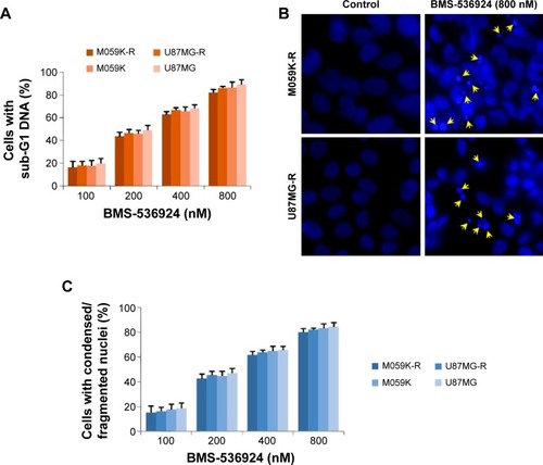 Figure 2 BMS-536924 induces apoptosis of both TMZ-sensitive and -resistant glioma cells.