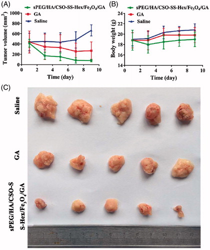 Figure 5. In vivo anti-tumor effect of sPEG/HA/CSO-SS-Hex/Fe3O4/GA. (A) Change of tumor volume in 4T1 cell-bearing mice after intravenous injection of different formulations. The two groups of GA and sPEG/HA/CSO-SS-Hex/Fe3O4/GA all showed the extremely significant difference (p < 0.01) vs. saline control. (B) Change of body weight in 4T1-bearing mice during the study. (C) Images of excised tumors of all groups at the end of study. (11 days post the initiation of treatment). Points are presented as mean ± SEM (n = 6).