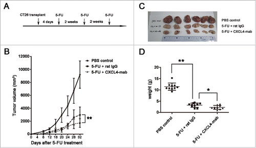 Figure 7. CXCL4-mab suppresses tumor regrowth after repeated 5-FU chemotherapy. (A) Three-cycles of 5-FU chemotherapy are presented. (B) CXCL4-mab retarded the CT26 regrowth after the repeated 5-FU chemotherapy. Mice were inoculated with 1×106 CT26 cells, and 4 d later, CXCL4-mab (1 mg/kg) or rat IgG control (1 mg/kg) was injected after 5-FU (150 mg/kg) administration. n = 10 mice per group. (C) Mice were sacrificed on day 32 after inoculation of CT26 cells. Photographs of the tumor tissues in each group are presented. (D) The tumor weight of each group is presented. n = 10 mice per group. *P < 0.05, **P < 0.01 vs. 5-FU+ rat IgG group.