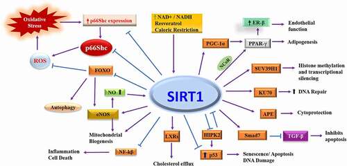 Figure 1. Molecular targets of Sirtuin1. SIRT1 deacetylates multiple transcription factors as well as proteins involved in the control of cellular physiology. Deacetylation of transcription factor affects the protein expression directly, while direct acetylation of proteins changes their function, localization, or stability. PGC-1⍺: Peroxisome proliferator-activated receptor gamma coactivator 1-alpha, PPAR-γ: Peroxisome proliferator-activated receptor γ, ER-β: Oestrogen receptor-beta, SUV39H1: Suppressor Of Variegation 3–9 Homolog 1, KU70: DNA-PK Ku70 subunit, APE: Apurinic/apyrimidinic endonuclease-1, TGF-β: Transforming growth factor β, Smad7: Mothers against decapentaplegic homolog 7, HIPK2: Homeodomain interacting protein kinase-2, LXRs: Liver X receptors, NF-kβ: Nuclear factor-ƙB, NO: Nitric oxide, eNOS: Endothelial nitric oxide, FOXO: Forkhead box class O family of transcription factor, ROS: Reactive oxygen species.