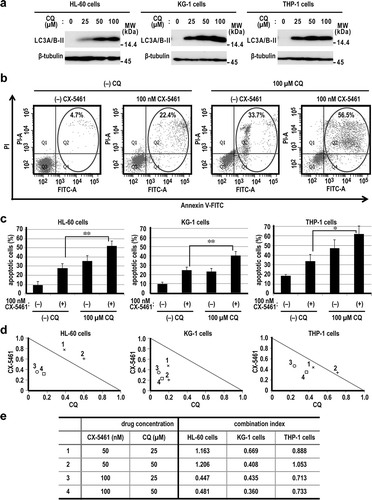 Figure 4. Co-treatment with chloroquine and CX5461 enhanced the efficacy of CX5461.