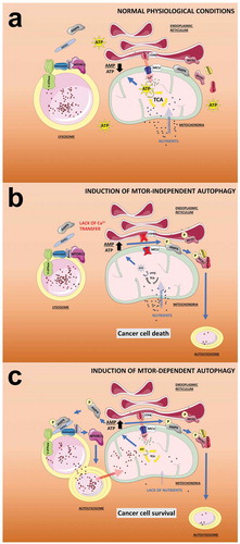 Figure 1. MTOR-dependent and independent autophagy and its effect on mitochondrial function. (a) In normal physiological conditions, the entry of metabolites (i.e., glucose and amino acids) to the mitochondria plus the Ca2+ transfer from the ER mediated by ITPR sustain the activity of the TCA cycle and therefore the generation of ATP. In this scenario, the AMP:ATP ratio is maintained at a low level preventing the activation of AMPK and the activation of autophagy mediated by both MTORC1 and BECN1. (b) In the absence of metabolites (induced by e.g. starvation), the activity of the TCA cycle is reduced, as is the ATP level, causing an increase in the AMP:ATP ratio and activation of AMPK. The V-ATPase at the surface of the lysosome facilitates docking of the complex AXIN1-AMPK, which inhibits the guanine nucleotide exchange factor (GEF) activity of the RAGULATOR toward RRAG family GTPases causing the dissociation from the lysosome and inactivation of MTORC1. MTORC1 inactivation unleashes MTOR-dependent autophagy, which provides metabolites to the mitochondria allowing cancer cell survival. Note that these events occur in the presence of Ca2+ transfer to mitochondria. (c) The inhibition of Ca2+ transfer to the mitochondria, even in the presence of nutrients, triggers a reduction in the activity of the TCA cycle and ATP levels, causing an increase in the AMP:ATP ratio that is rapidly sensed by a mitochondrial pool of AMPK. Active mitochondrial AMPK phosphorylates BECN1, which recruits PtdIns3K and ATG14 to activate MTOR-independent autophagy, which is insufficient to provide the necessary metabolites to mitochondria, generating a loss of homeostasis and leading to cancer cell death.