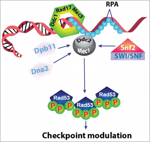 Figure 1. Figure showing the mechanism of regulation of Mec1 kinase through SWI/SNF chromatin remodeling complex in response to DNA damage.