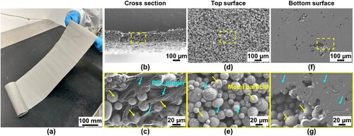 Figure 4. Manufactured SS304 powder sheet and SEM characterisations. (a) Photo of a rollable and flexible powder sheet. SEM observation of cross-section (b) with a higher magnification (c), top surface (d) with a higher magnification (e), and bottom surface (f) with a higher magnification (g) of powder sheet.