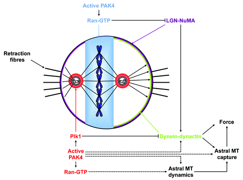 Figure 1. Hypothetical model for PAK4 regulation of mitotic spindle positioning and orientation. Centrosomal bound active PAK4 could locally regulate Plk1 activity and participate in cortical localization of dynein. Alternatively the kinase could modulate astral MT dynamics via Ran-GTP and/or MT binding proteins. Metaphase plate bound active PAK4 could control the Ran-GTP gradient emanating from chromatin that is required for the spatial cortical regulation of LGN-NuMA complex.