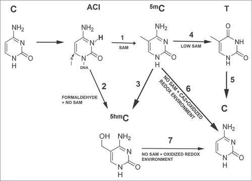 Figure 1. Involvement of DNMTs in the active DNA methylation process. In the presence of SAM, DNMT-3A and -3B transfer a methyl group to the C5 of the activated cytosine to form 5mC (1). Whereas in the absence of SAM, DNMT1 (DNMT3s have not been analyzed) can couple a formaldehyde to the activated C to form 5hmC directly (2). When 5mC is formed, DNMT-mediated active DNA demethylation can, depending on the environment, proceed via 3 different pathways: Independently of the DNMTs, TET enzymes can directly convert 5mC to 5hmC (3). When SAM levels are low or completely depleted, DNMT-3A and -3B can contribute to the active DNA demethylation process. In the case of low SAM levels, DNMT-3A and -3B catalyze the deamination of 5mC to T (4). T is in turn replaced by an unmodified C via the BER pathway (5). In the case of absence of SAM combined with high levels of CA2+ and an oxidized redox environment, DNMT-3A and -3B can convert 5mC to an unmodified C (6). Also the conversion of 5hmC to an unmethylated C might be catalyzed by DNMT-3A and -3B. This reaction can take place when SAM depletion is combined with an oxidizing redox environment (7).