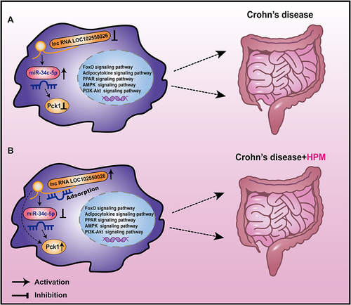 Figure 9 Schematic diagram illustrating the mechanism. LncRNA LOC102550026/miRNA-34c-5p/Pck1 axis and adipocytokine, PPAR, AMPK, FoxO and PI3K-Akt signaling pathways may regulate the intestinal immune inflammatory response (A), and HPM may regulate the lncRNA LOC102550026/miRNA-34c-5p/Pck1 axis and adipocytokine, PPAR, AMPK, FoxO and PI3K-Akt signaling pathways to improve intestinal inflammation in CD (B).