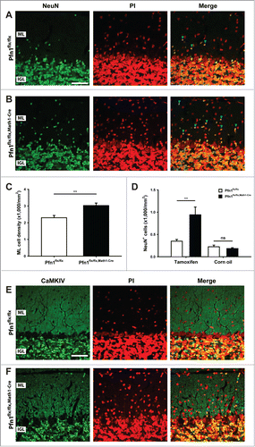 Figure 5. Ectopic CGN in the molecular layer of Pfn1flx/flx,Math1-Cre mice. (A and B) NeuN immunoreactivity (green) revealed ectopic CGN in the ML of Pfn1flx/flx,Math1-Cre mice at P30. Sections were counterstained with propidium iodide (PtdIns, red). Scale bar in A corresponds to 40 μm. Blue arrowheads mark NeuN-positive cells in the ML. (C) ML cell density was increased in P30 Pfn1flx/flx,Math1-Cre mice. (D) Likewise, the density of NeuN-positive cells was increased in the ML of tamoxifen-injected, but not of corn oil-injected Pfn1flx/flx,Math1-Cre mice. (E and F) CaMKIV immunoreactivity (green) confirmed the presence of ectopic CGN in the ML of Pfn1flx/flx,Math1-Cre mice (blue arrowheads). CaMKIV-positive cells were not observed in the ML of Pfn1flx/flx controls. Sections were counterstained with propidium iodide (PI, red). Scale bar in E corresponds to 40 μm. ns: not significant, **: P < 0.01.