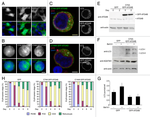 Figure 4. Expression of cysteine mutants of ATG4 in human erythroid precursors. (A) Wide-field fluorescence images of HeLa cells transduced with lentiviruses expressing GFP, GFP-ATG4BC74A or GFP-ATG4DC144A. Scale bars: 10 µm. (B) Wide-field fluorescence images of human erythroid precursors cells transduced with lentiviruses expressing GFP, GFP-ATG4BC74A or GFP-ATG4DC144A. Scale bars: 5 µm. (C and D) Confocal single sections of human pro-erythroblasts stably transduced with GFP-ATG4BC74A (C) or GFP-ATG4DC144A (D), labeled with anti-LC3 antibodies (red) and DAPI (blue). Scale bar: 3 µm. (E) Immunoblot of protein samples from human erythroid cells transduced with lentivirus expressing GFP-ATG4BC74A. Samples were collected at day 0 and day 2 of differentiation, and blots were probed with anti-ATG4B and anti-actin (loading control). The 2 bands detected on the anti-ATG4B blot correspond to endogenous ATG4B and GFP-ATG4BC74A. (F) Immunoblot of human erythroid cells expressing GFP or GFP-ATG4BC74A incubated in the absence or presence of BafA1 (6 h) at 2 d post-switch to differentiation medium. Samples were blotted using anti-LC3, anti-SQSTM1 and anti-actin (loading control) antibodies. LC3 is barely detectable in the GFP-expressing cells; however, in cells expressing GFP-ATG4B prominent LC3-I and LC3-II bands are visible, with no apparent change in LC3-II levels in the BafA1 treated sample. (G) LC3 puncta quantitation in human erythroid cells lentivirally-transduced with GFP or GFP-ATG4B BafA1 treatment increases LC3 puncta numbers in GFP expressing erythroid cells, but not in GFP-ATG4B expressing erythroid cells. Bars show means and standard error of > 40 individual cells at day 2 of differentiation. (H) Differentiation profiles of human erythroid cells expressing GFP, GFP-ATG4BC74A or GFP-ATG4DC144A, assessed by light microscopy (10 to 15 random fields, 77 to 301 cells per time point for each treatment).