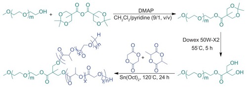 Figure 1 Synthesis pathway of Y-shaped mPEG-P(LA-co-GA)2 copolymers.Abbreviations: DMAP, 4-dimethylaminopyridine; Sn(Oct)2, stannous octoate; mPEG, monomethoxy poly(ethylene glycol); P(LA-co-GA), poly(L-lactide-co-glycolide).
