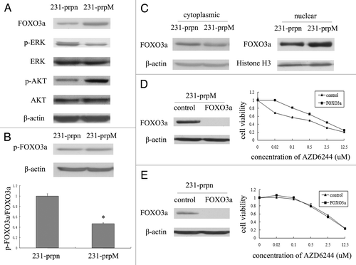 Figure 2. MTDH knockdown increases expression of FOXO3a and promote its nuclear translocation. (A) The FOXO3a expression in protein level was examined by western blot, both ERK1/2 and AKT activity were measured by the level of p-ERK1/2 and p-AKT. (B) The expression of p-FOXO3a (Ser 294) was measured by western blot. The phosphorylation level of FOXO3a was measured by the ratio of p-FOXO3a/FOXO3a. (Data represent mean ± SD and results are representative of three independent experiments, *p < 0.01 vs. 231-prpn.) (C) The expression of FOXO3a in cytoplasma and nucleus was measured by western blot. (D and E) The efficiency of FOXO3a knockdown by siRNA in 231-prpn and 231-prpM cells was tested by western blot after transfected cells for 24 h. The changes of 231-prpM and 231-prpn cells sensitivity to AZD6244 was measured by MTT after treated cells for 96 h.