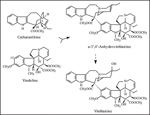 Figure 1 Biosynthesis of vinblastine from the monomeric precursors catharanthine and vindoline. Anhydrovinblastine is the product of the dimerization reaction and the precursor of the anticancer drugs vinblastine and vincristine.