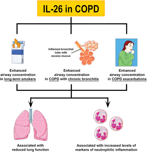 Figure 3. Principal involvement of IL-26 in COPD. To date, two studies have shown that the concentration of IL-26 is increased in induced sputum and BAL fluid from long-term smokers, and COPD patients with chronic bronchitis or exacerbations. Like in asthma, an increase in IL-26 expression has been associated with reduced lung function and increased markers of neutrophilic inflammation in long-term smokers and COPD patients. Notably, an increase in IL-26 in the airways of COPD patients was shown to precede exacerbations. Further research is needed to determine the specific role of IL-26 in COPD.