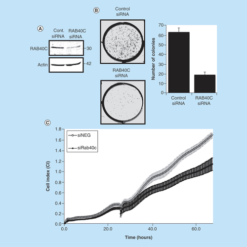 Figure 4.  Effect of knockdown of RAB40C on colon cancer cells.(A) Representative western blot showing RAB40C knockdown (10 nM) in HCT116 (n = 3). (B) Representative image demonstrating the difference in cells ability to form colonies when RAB40C is knocked down. Bar graph shows the different number of colonies scored as positive (>50 cells) after 8 days (in six different wells repeated in two individual experiments). (C) Representative graph of cell proliferation over a period of 65 h analyzed in real time on the xCELLigence system. Standard deviation calculated on the average of eight different wells.