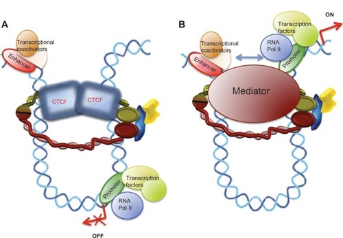 Figure 3 Models for a chromatin architectural function of cohesin in control of gene expression. (A) Interaction of the cohesin complex with chromatin-bound CTCF maintains a chromatin structure in which the enhancer cannot interact with the promoter and behaves as an insulator, repressing gene expression. (B) Loop structure formed by the mediator/cohesin complex allows enhancer-promoter interactions promoting gene transcription.