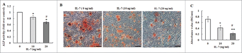 FIGURE 3. IL-7 suppresses osteogenic differentiation of PDLSCs. After osteogenic induction culture for 2 or 3 weeks with or without IL-7 (10 and 20 ng/ml), ALP activity and calcium deposition and extracellular matrix mineralization were evaluated, respectively. (A) ALP activity was quantified and expressed relative to the untreated cells, to which an arbitrary value of 1 was given. (B) Representative images of Alizarin red S staining. (C) Alizarin red S staining (B) was extracted and, the amount of released dye was then measured by a spectrophotometer at 562 nm for absorbance value. Data are presented as mean ± SD, *P < 0.05 and **P < 0.01 compared with the control (0 ng/ml of IL-7). #P < 0.05 compared with the group (10 ng/ml of IL-7).