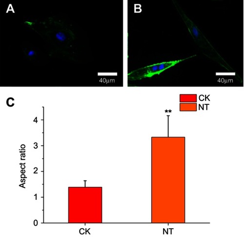 Figure 2 F-actin (green) and nuclear (blue) stains of HCAECs grown for 24h on (A) planar surfaces versus (B) nitinol-based nanotubular coatings. (C) Elongation of HCAECs as measured by the aspect ratio. The data are presented as the mean ± standard deviation (n=10). **p<0.01 significantly different from the CK group, Student’s t-test (two tailed).