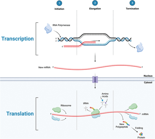 Figure 1a. Protein synthesis: transcriptional initiation, elongation, and termination leading to the production of mRNA in the nucleus, then exported to the cytosol to undergo translational initiation, elongation, and termination; producing a polypeptide which is folded into a protein.
