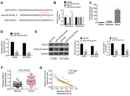 Figure 3 miR-744-5p directly inhibited SOX12 expression in MM. (A) The binding sites between miR-744-5p and SOX12 were located in the 3′-UTR area of SOX12. (B) Dual-luciferase reporter gene assay revealed that miR-744-5p directly regulated SOX12 via binding to the 3′-UTR area of SOX12. **P<0.01 when compared with the miR-NC group or miR-inh group. (C) RNA pull-down experiment exhibited that miR-744-5p was remarkably pulled down by bio-SOX12-Sense. **P<0.01 when compared with Beads group and Antisense group. (D) U1996 and NCI-H929 cells of the miR-744-5p mimic group had seriously lower SOX12 mRNA than that of miR-NC group. SOX12 mRNA expression was normalized to GAPDH. (E) U1996 and NCI-H929 cells of the miR-744-5p mimic group had much lower SOX12 and active β-catenin proteins expression than that of the miR-NC group. SOX12 and active β-catenin proteins expression was normalized to GAPDH. **P<0.01 or ***P<0.001 when compared with the miR-NC group. (F) Distinctly higher SOX12 mRNA expression was shown in bone marrow tissues of MM patients than that in normal bone marrow tissues. SOX12 expression was normalized to GAPDH. (G) The expression of miR-744-5p and SOX12 mRNA was negatively correlated in bone marrow tissues of MM patients. miR-744-5p expression was normalized to U6 and SOX12 expression was normalized to GAPDH.