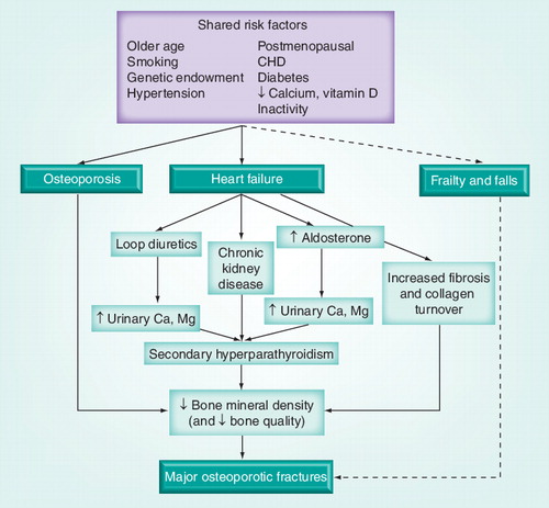 Figure 1. A conceptual model explaining the associations between heart failure and osteoporosis-related fractures.CHD: Coronary heart disease.