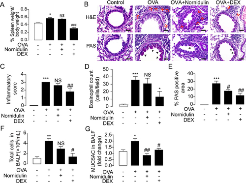 Figure 8 Effect of nornidulin in the treatment of inflammation-associated mucus hypersecretion in OVA-challenged mouse model of asthma. (A) Timeline and detailed protocol of OVA-challenged mouse model of asthma establishment. (B) Effect of nornidulin and dexamethasone (DEX) on percent spleen weight. (C) H&E and PAS staining of airway tissues from OVA-challenged mice treated with or without nornidulin. Dexamethasone (DEX) was used as a control of this experiment. The scale bars of 40 µm were shown with the red arrows and the black arrow heads indicating clusters of eosinophils and mucus-producing cells, respectively. (D) Inflammatory score and (E) % PAS-positive area of airway tissues from OVA-challenged mice treated with or without nornidulin. Dexamethasone (DEX) was used as a control of these experiment. (F) Effect of nornidulin on in vivo mucus hypersecretion in OVA-challenged mice. Mucus hypersecretion was evaluated by the levels of MUC5AC, a pathogenic mucin, collected from bronchoalveolar lavage fluid (BALF). Both nornidulin and dexamethasone (DEX) significantly reduced mucus hypersecretion. (G) Effect of nornidulin on total immune cell number. BALF was collected and immune cells were observed and counted under microscope. Dexamethasone (DEX), but not nornidulin, significantly reduced total cells in BALF. Results were analyzed from 5–7 independent experiments and shown as a means of control ± S.E.M. *p < 0.05; **p < 0.01; ***p < 0.001 compared with control group (one-way ANOVA). #p < 0.05; ##p < 0.01; ###p < 0.001; NS, non-statistical difference compared with OVA-challenged groups without any treatment (one-way ANOVA).