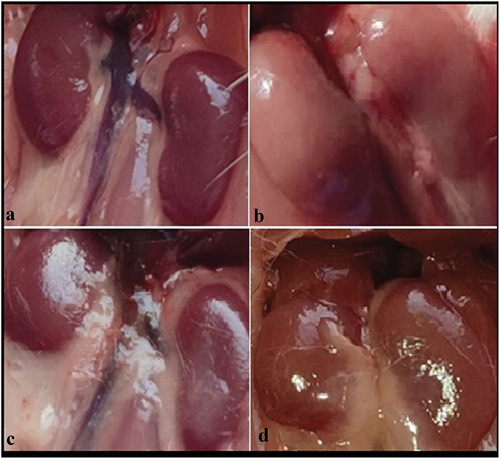 Figure 3. Gross (Macroscopic) observations of kidneys from control and treated mice: Control (a) and bee venom mice (c) showed normal kidneys as bean-shaped with a reddish-brown color, adenine mice (b) appeared hypertrophic and white-pale colored kidneys, and kidneys from bee venom treated adenine mice (bee venom + adenine) (d) showing less morphological changes (kidneys with a close to normal color, and less hypertrophy) compared with adenine kidney mice.