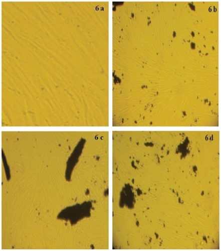 Figure 6 Cell growth on the samples. Control A) carboxylated multiwalled carbon nanotubes B) multiwalled benzimidazole carbon nanotubes C) and multiwalled amide carbon nanotubes D).
