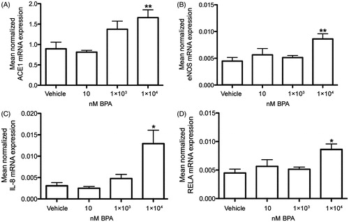 Figure 2. In vitro effects of BPA exposure on ACE1, eNOS, IL-8, and NFκβ mRNA expressions in primary human cardiomyocytes. Treatment of human cardiomyocytes with 1 × 104 nM BPA for 6 hours increased the mRNA expression of ACE1 (A), eNOS (B), IL-8 (C), and NFκβ (RELA) (D), compared to vehicle controls. Each bar represents mean normalized mRNA expression ± SEM of three cell cultures, each analyzed in three replicates. *P < .05, **P < .01, compared to vehicle controls.