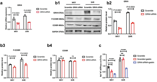 Figure 3. Downregulation of GRK4 restores gastrin receptor function. A, GRK4 mRNA expression in WKY and SHR cells in the presence of siRNA silencing GRK4, in which empty vector was added as a control. B1, protein levels of GRK4, CCKBR and p-CCKBR in WKY and SHR RPT cells. B2-B4 statistical results for B1. Data are expressed as Mean ± SE. (P < 0.0001, compared with scramble; N = 3); C, alterations of Na+-K+ -ATPase activity in WKY and SHR cells in response to gastrin stimulation after silencing GRK4 by siRNA. (p < 0.0001, compared with scramble; N = 3).